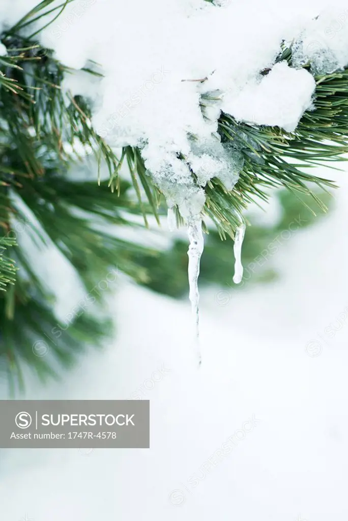 Evergreen branch covered with snow and icicles