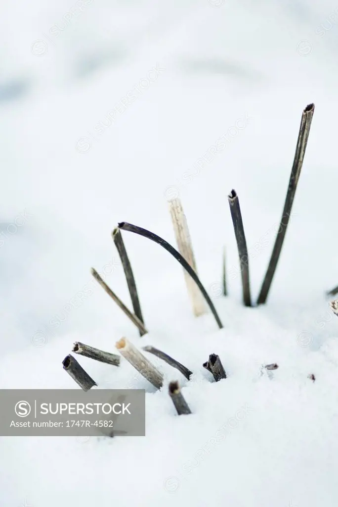 Dead plant stems emerging from snow