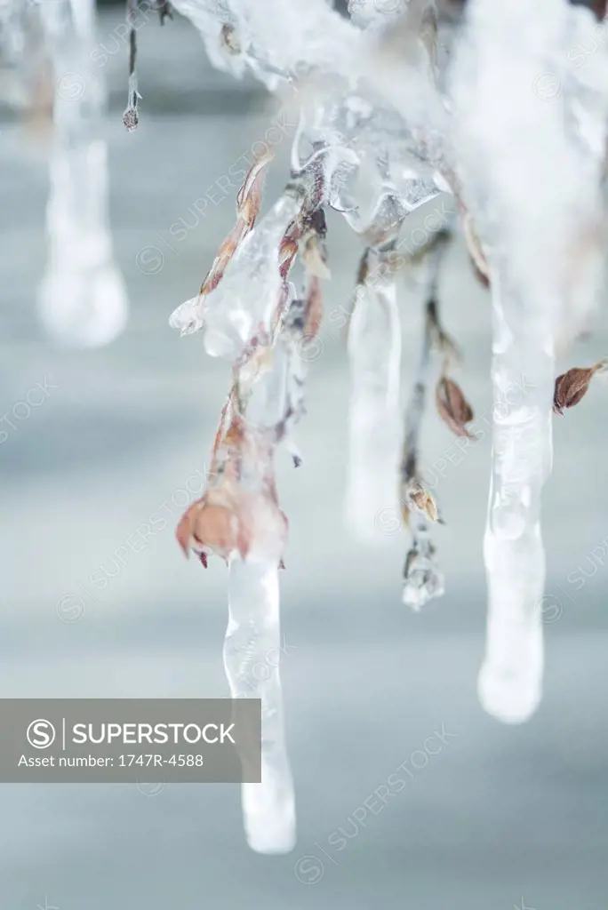 Icicles hanging from vegetation