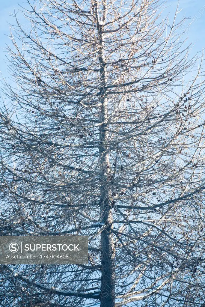 Flock of birds perched in bare tree, low angle view
