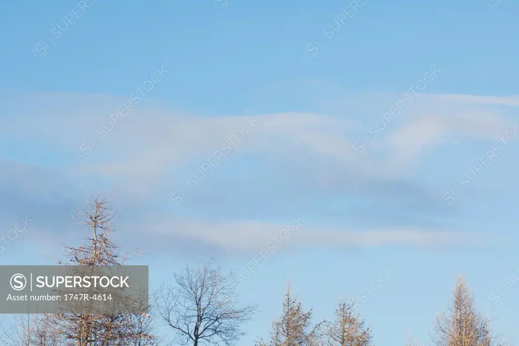 Trees with clouds in blue sky