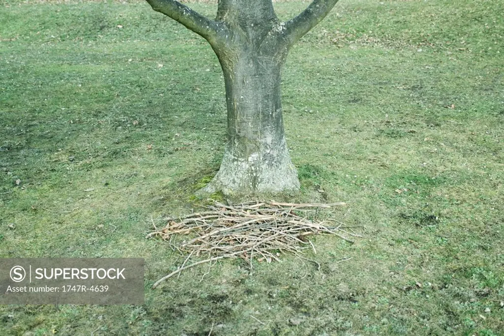 Pile of twigs and branches at base of tree, high angle view