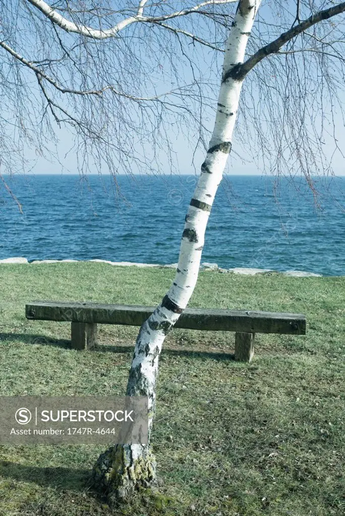 Tree and bench by edge of lake