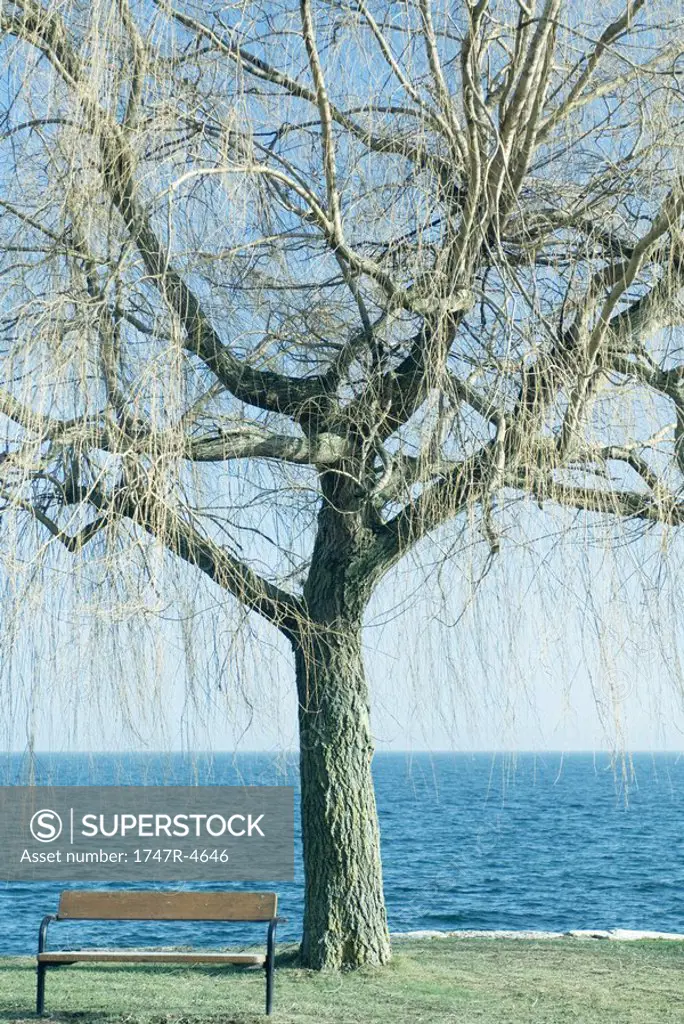 Tree and bench by edge of lake