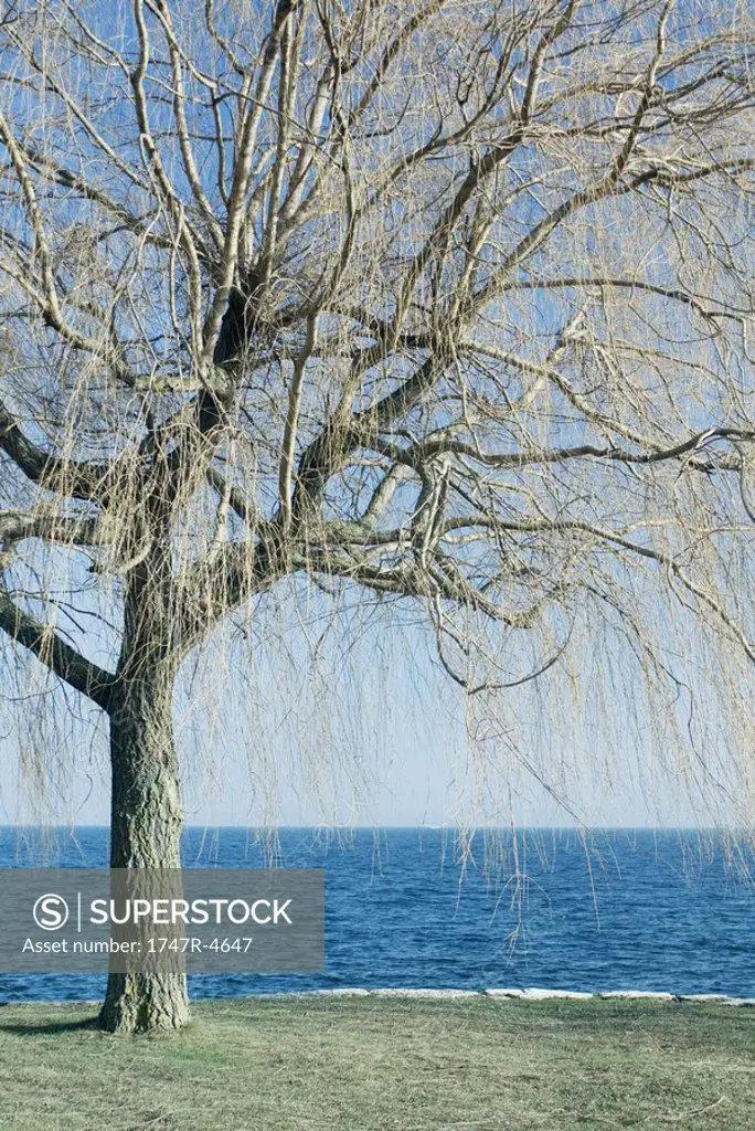 Tree by edge of lake
