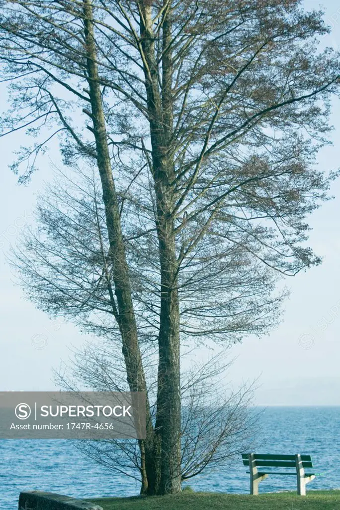 Tree and bench overlooking lake