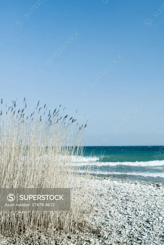 Tall grass growing on lake shore, waves in background