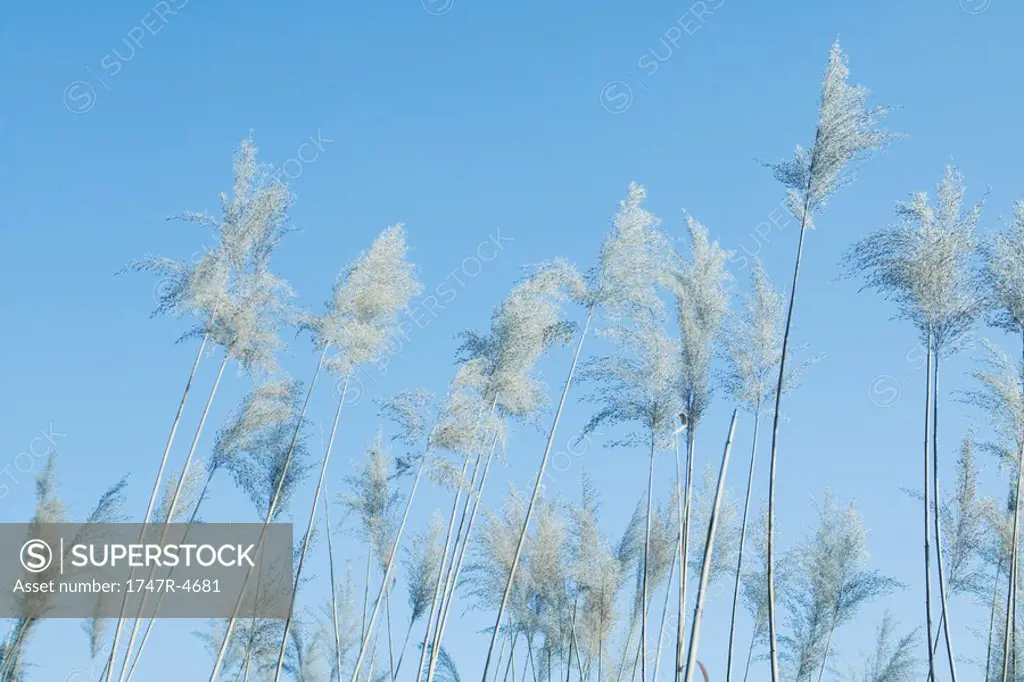 Japanese silver grass, low angle view