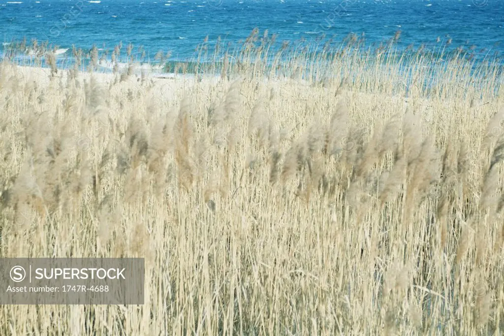 Japanese silver grass near coast