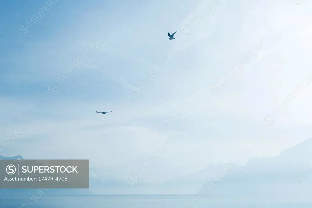 Switzerland, gulls flying over Lake Geneva