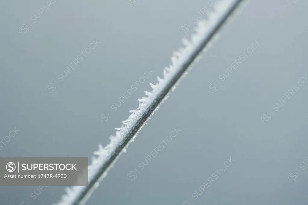 Frost covered blade of grass