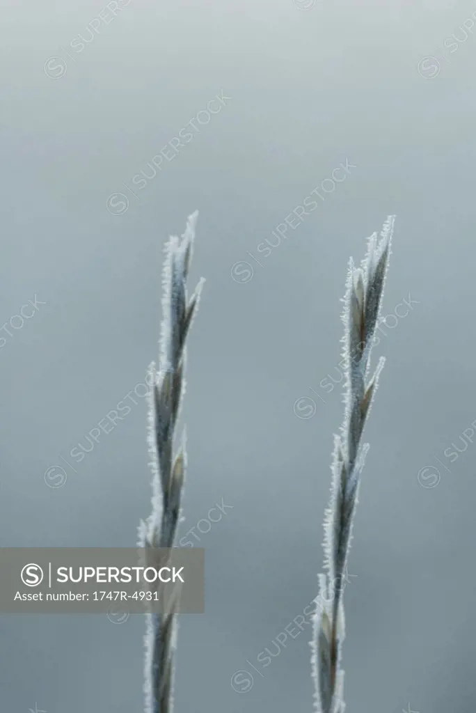 Frost covered blades of grass
