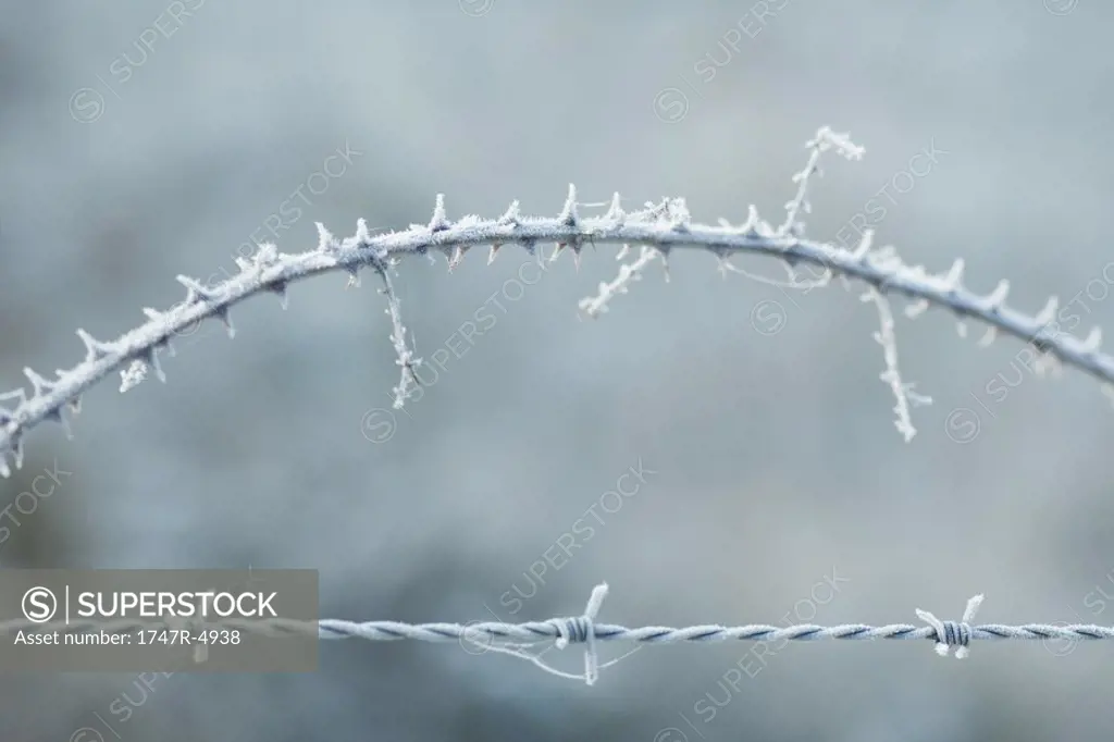 Frost covered barbed wire and thorny branch