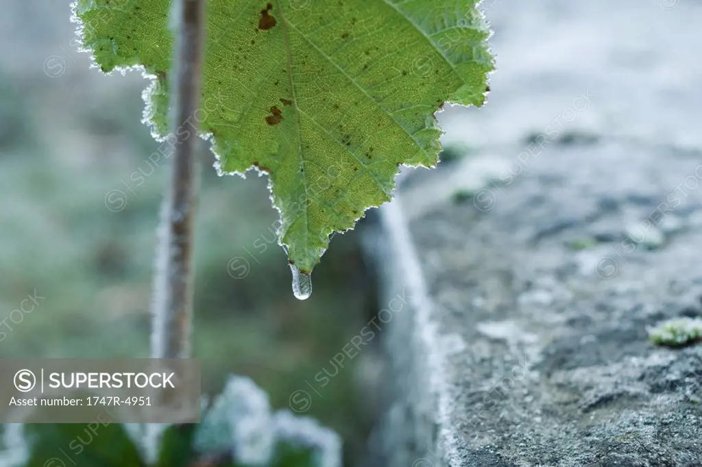 Frozen drop of water on leaf