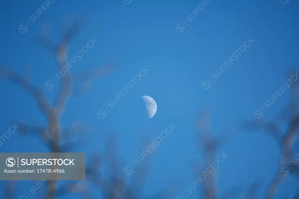 Half moon in blue sky, branches in foreground