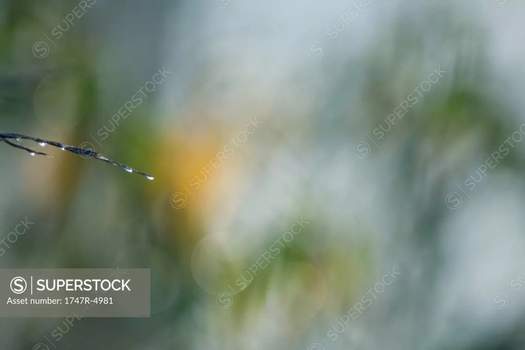 Wet vegetation, blurred background