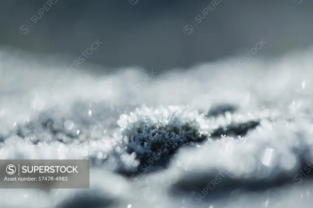 Frosty moss, extreme close-up