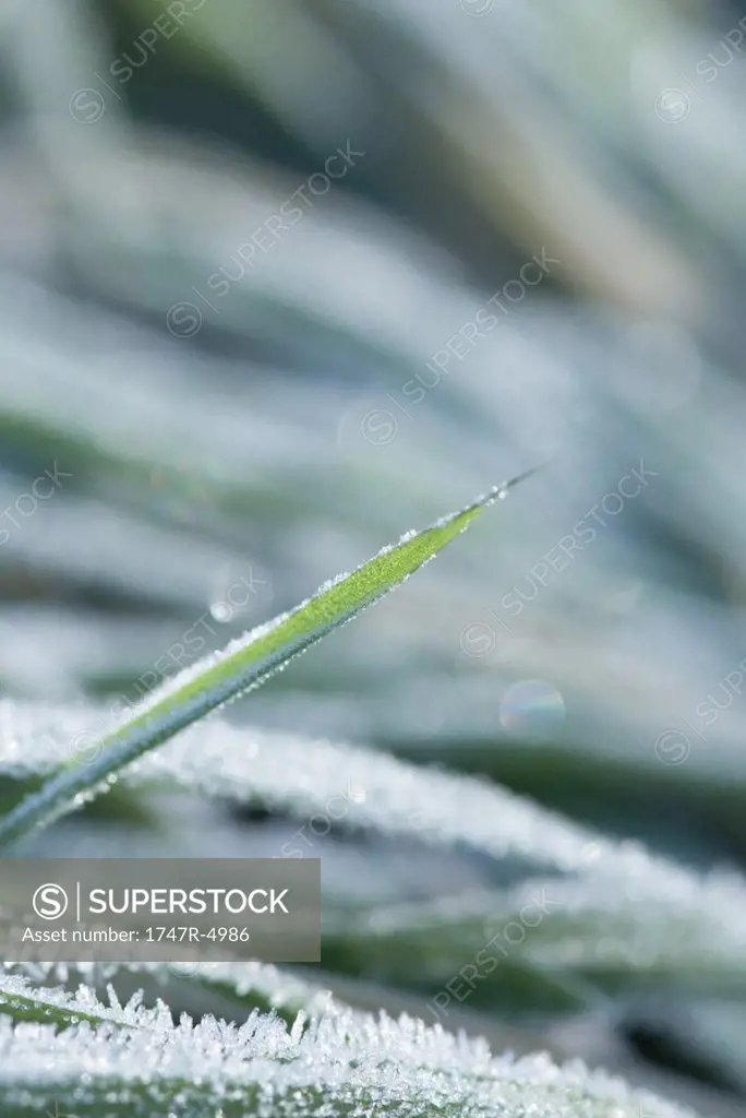 Frost covered blades of grass, extreme close-up