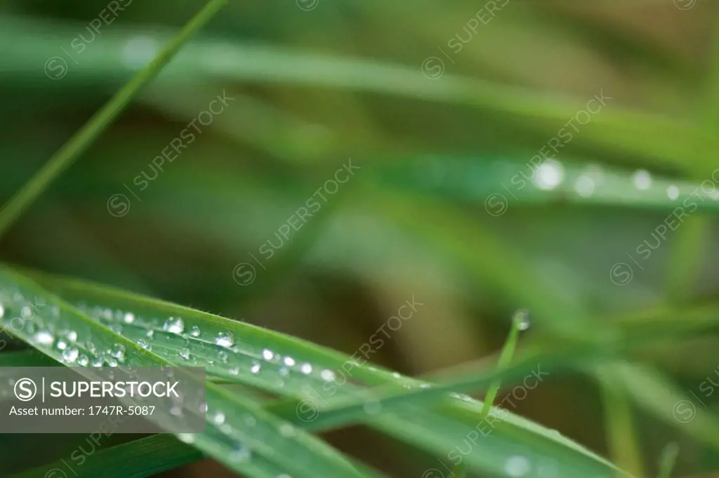 Dew on blades of grass, close-up