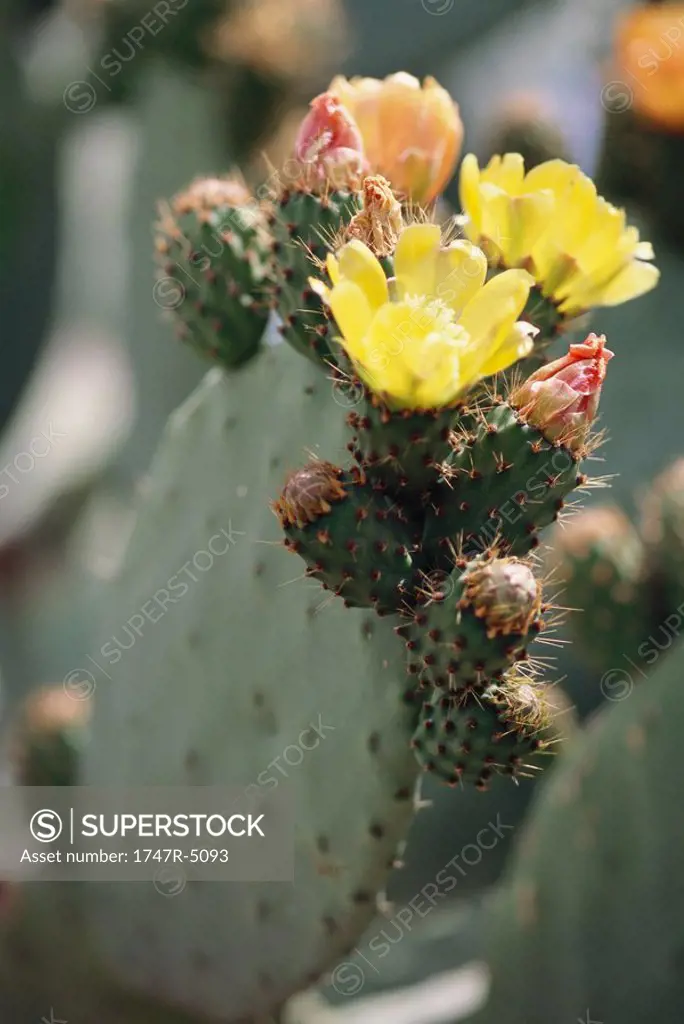 Prickly pear cactus in blossom, close-up