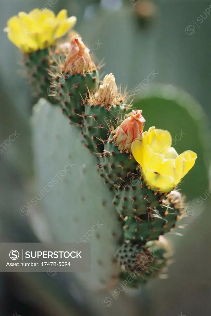 Prickly pear cactus in blossom, close-up
