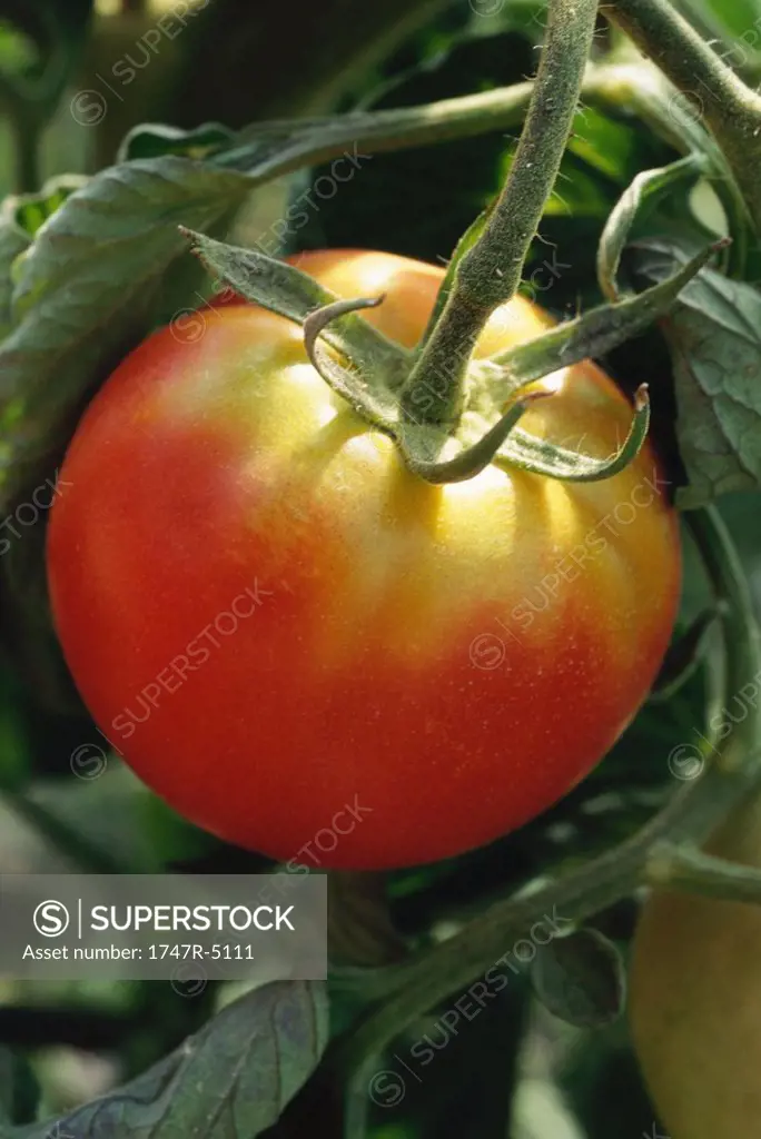 Tomato growing on vine