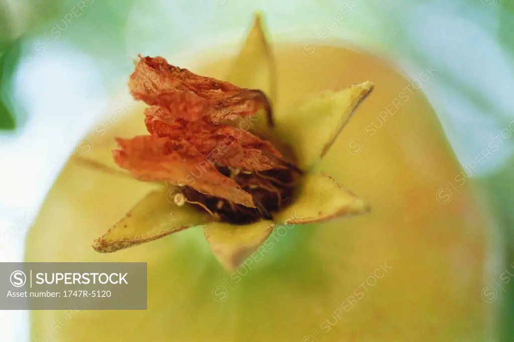 Pomegranate with dried bloom