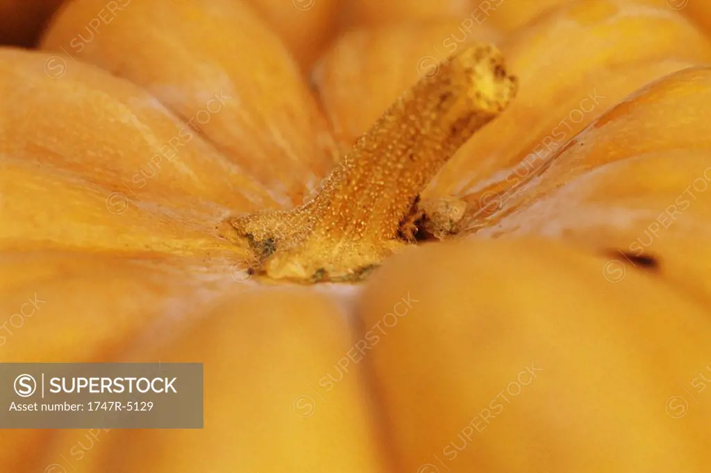 Pumpkin, extreme close-up
