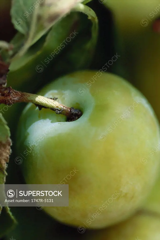 Plum growing on tree, close-up