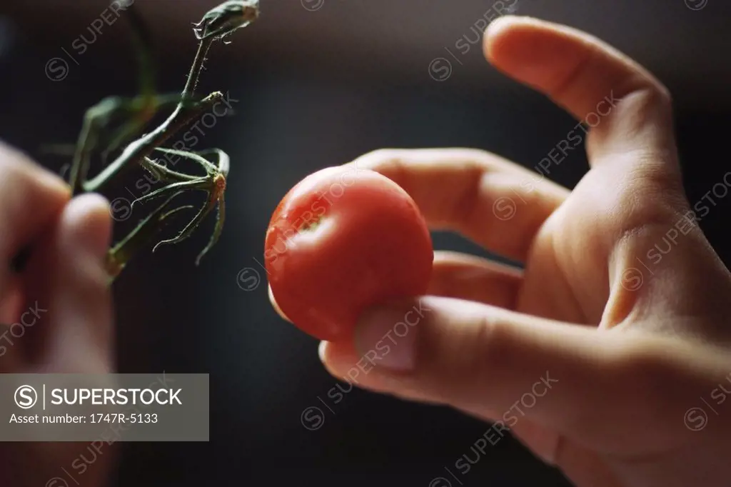 Child´s hands taking tomato from vine