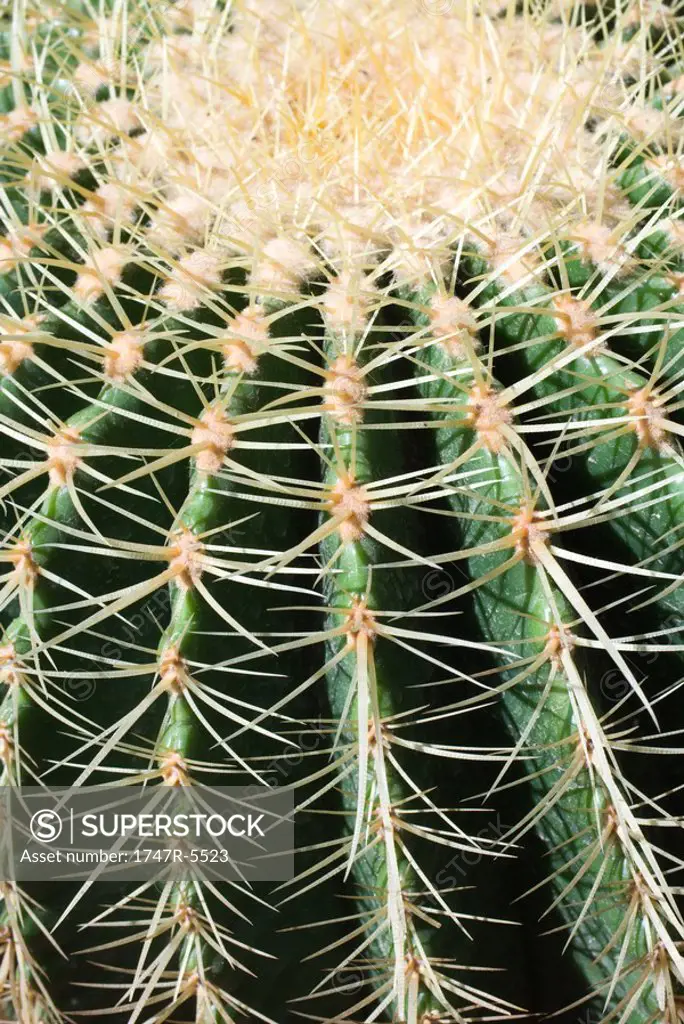 Cactus, extreme close-up
