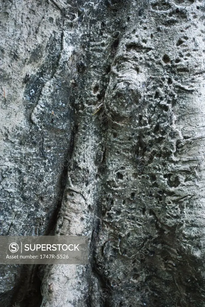 Tree bark, extreme-close up