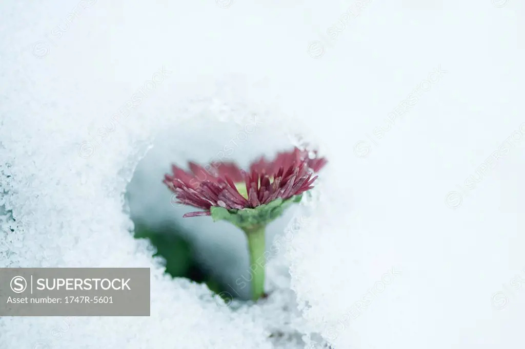 Flower seen through hole in snow