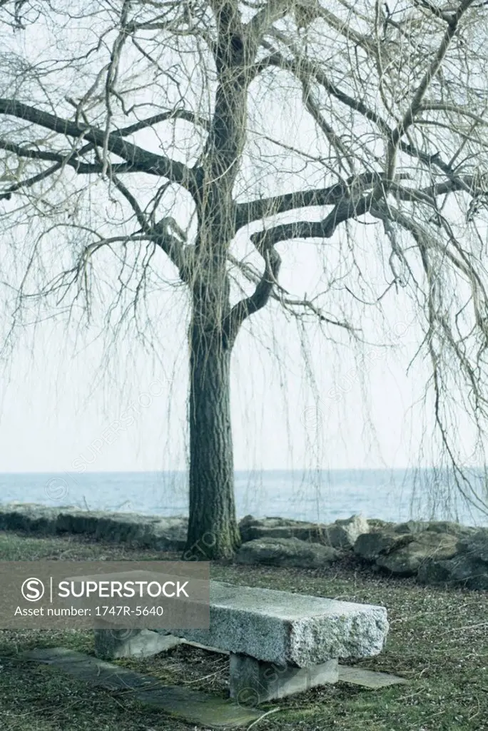 Bench and tree overlooking lake