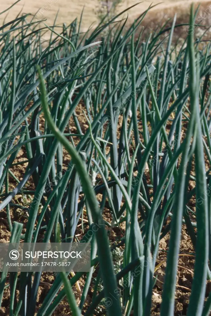 Onions growing in field, close-up