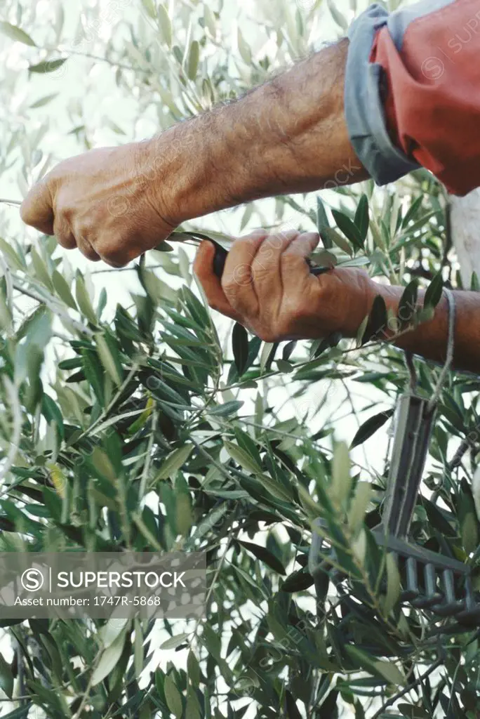 Olives being harvested