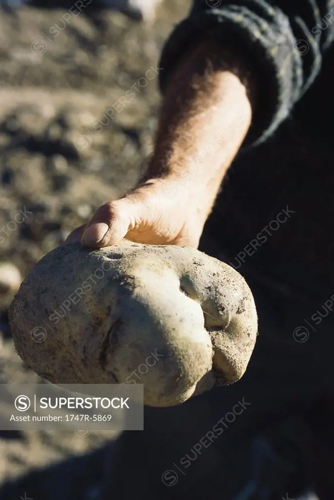 Man holding out large potato