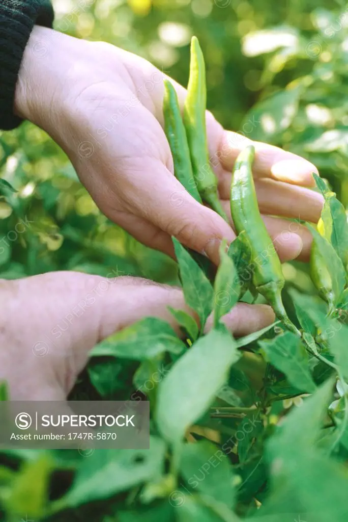 Hands holding up hot peppers on plant