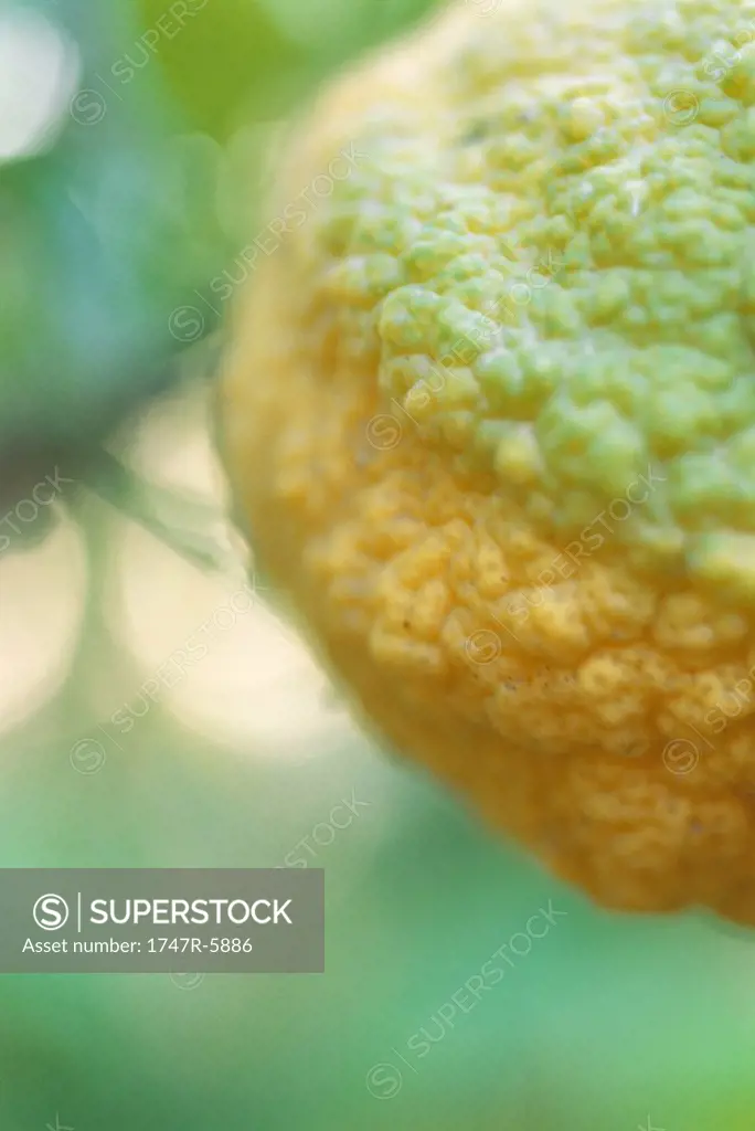 Kaffir lime, extreme close-up