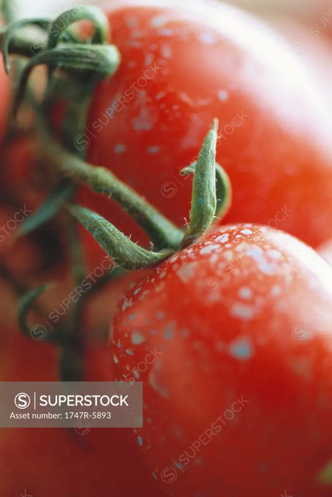 Vine tomatoes, extreme close-up