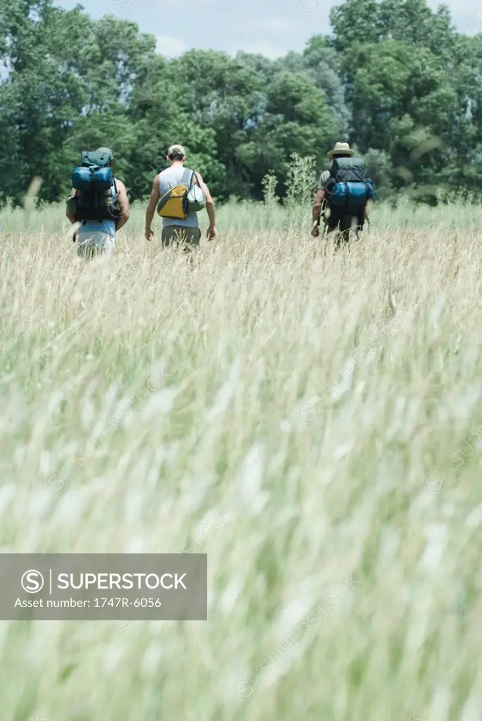 Three hikers walking through field, rear view
