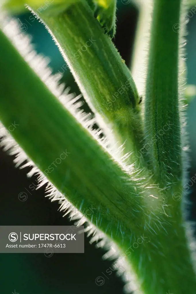 Zucchini plant, extreme close-up