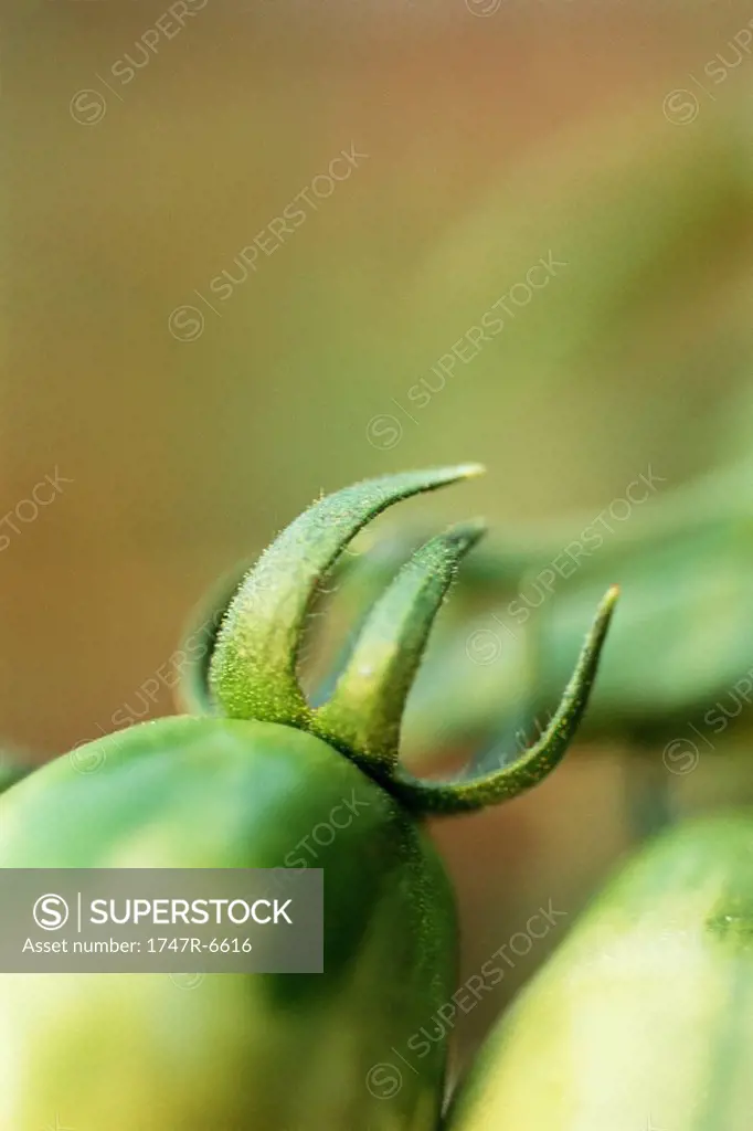 Plant in vegetable garden, extreme close-up