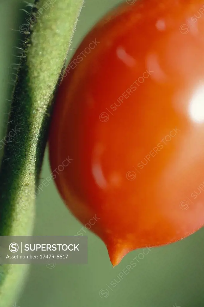 Tomato on vine, extreme close-up