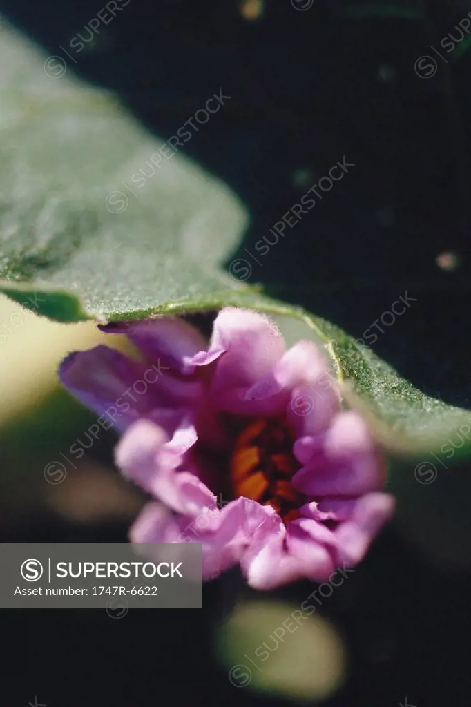 Eggplant flower bud, extreme close-up