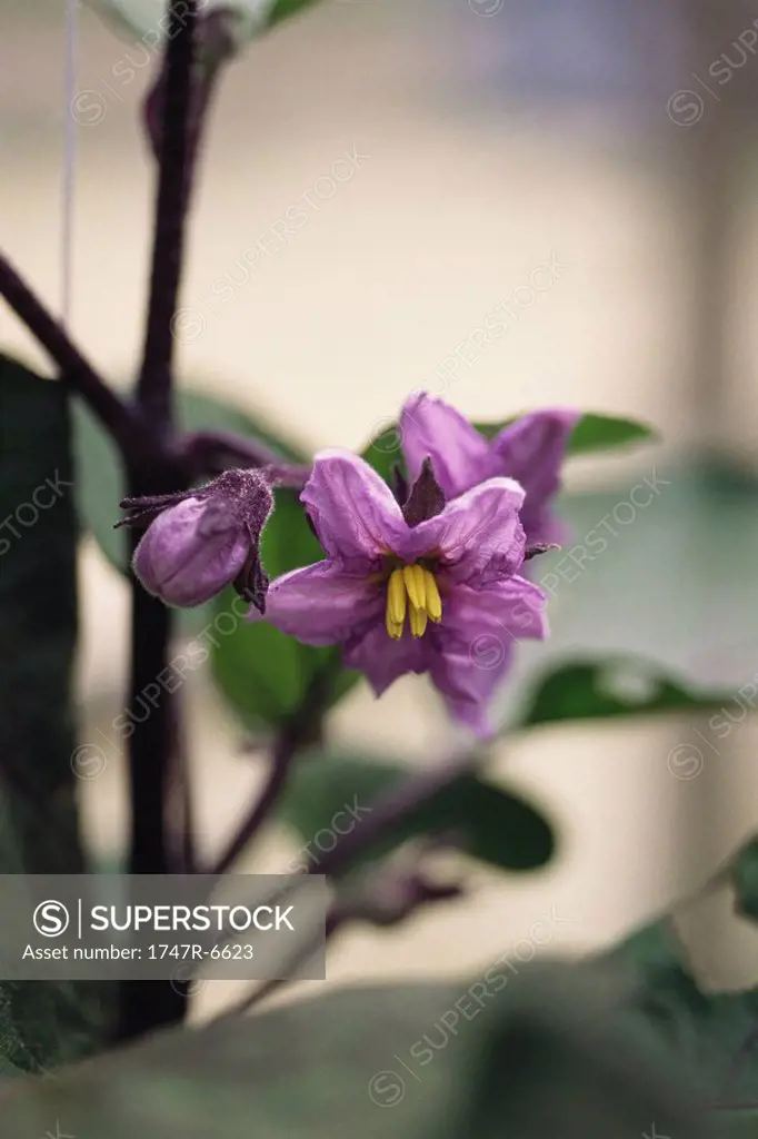 Eggplant plant in bloom, close-up