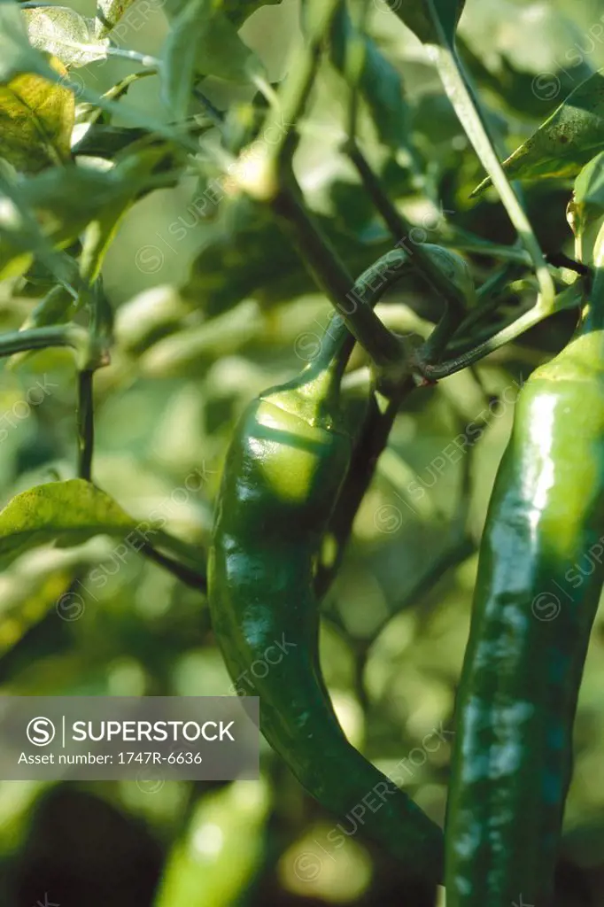 Hot peppers growing in vegetable garden, close-up