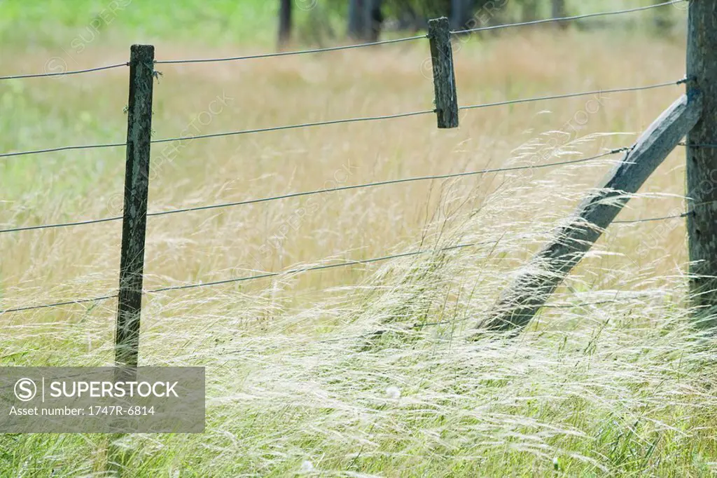 Rural fence in field of tall grass