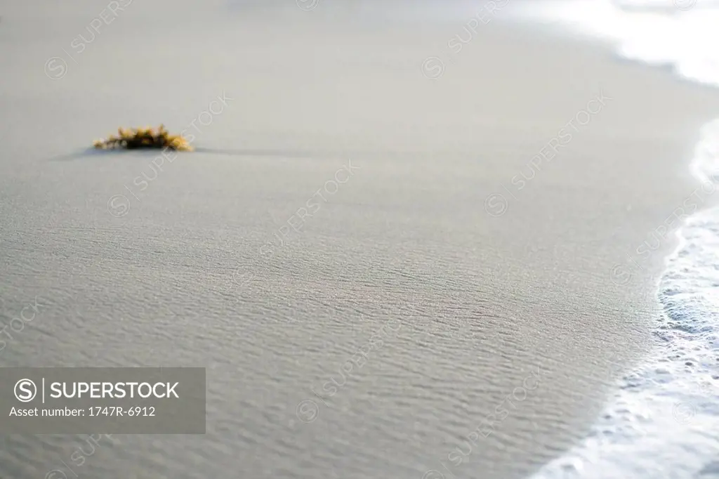 Piece of seaweed on beach near surf