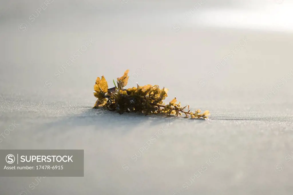 Piece of seaweed on sand, close-up